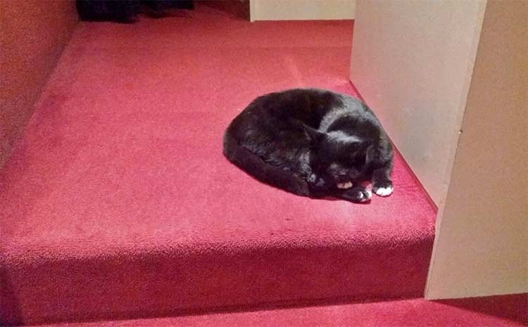 Kino Belp Katze